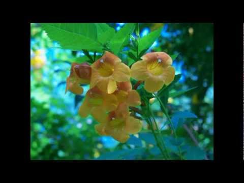 Come, Let Us Join by Soundforth Singers