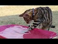 Bengala - Bengal cats love water