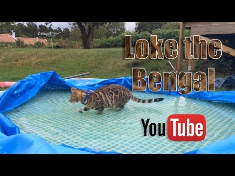 Bengal cats love water