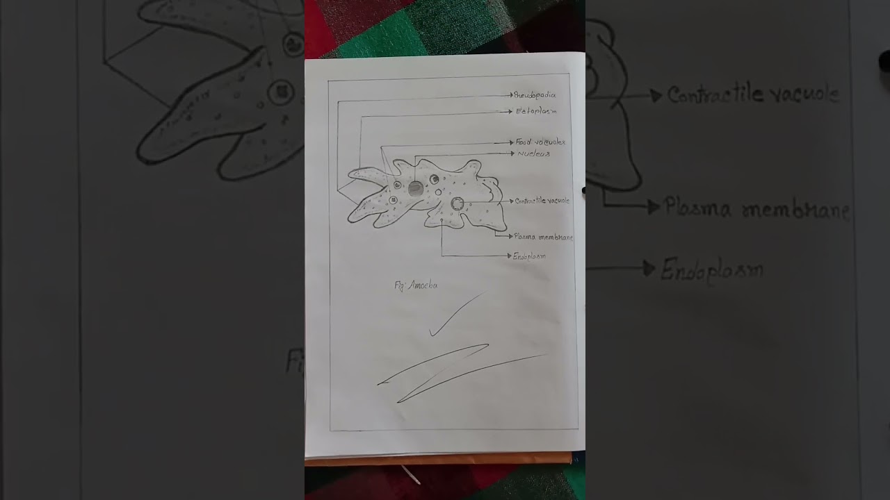 1st year zoology practical ।। experiment no 1 ।। Amoeba  ।। @let's run to learn