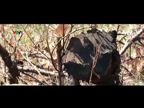 KHTN 6- Video thực vật