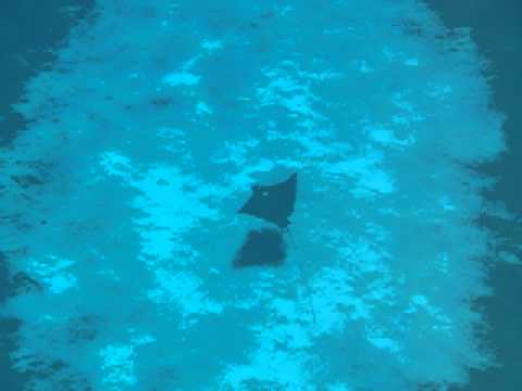 eagle ray @ klein curacao 1