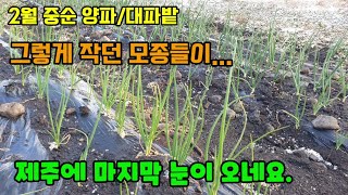 2월 중순 양파와 대파밭 작은 모종들이 많이 컸고 눈과 한파에 양파와 대파가 걱정되네요.