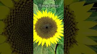 Download lagu time lapse bunga matahari #timelapse #tanaman #bungamatahari mp3