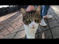 Pink Nosed Cat That Starts To Meow When She Sees The Food Is So Cute