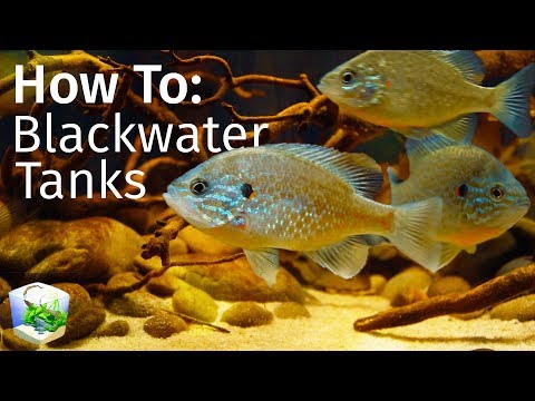 Guide to Blackwater Tanks Inspired by Nature — Biotope Aquascape