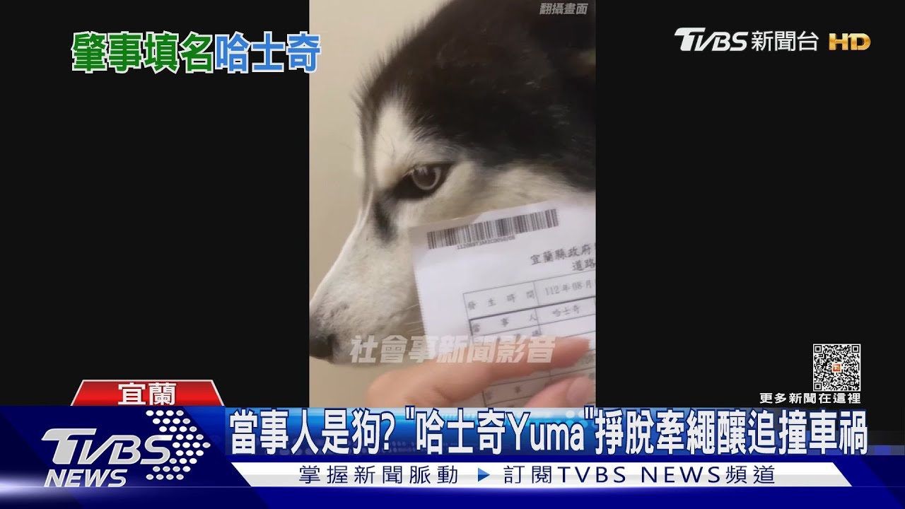 當事人是狗?「哈士奇Yuma」掙脫牽繩釀追撞車禍