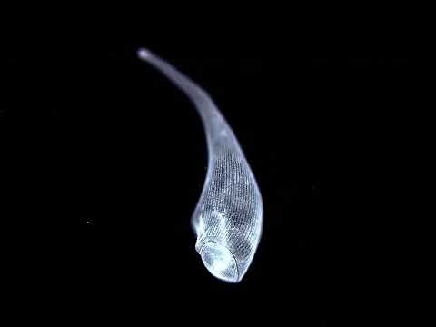 into the MicroVerse — Tenebrous Tomes, 2024