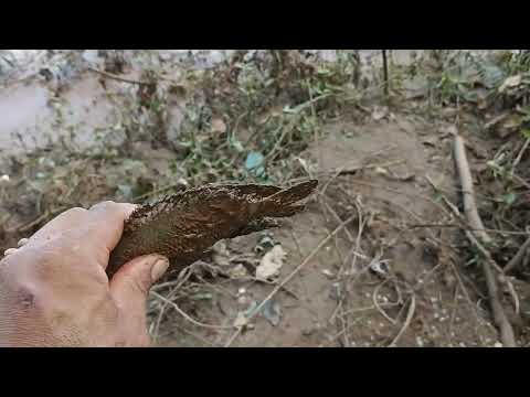 Pesca no Rio doce Minas gerais 
