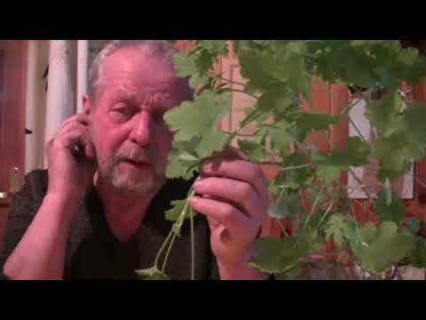 Lepiej jest pić na potencję Psucie wykres impotencja