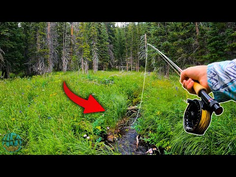 Fly Fishing the SMALLEST CREEK that would hold trout (BIG Surprise Catch)