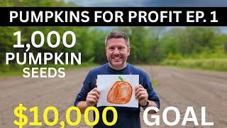 Can 1,000 Pumpkin Seeds Make $10,000? - Pumpkins for Profit Ep. 1