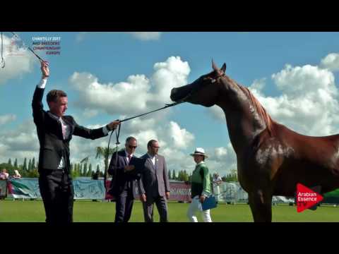 N.80 PRIMEVAL KOSSACK - Chantilly 2017 European BC - 4/6 Years Old Stallions (Class 8)