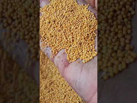 Yellow Mustard Seeds
