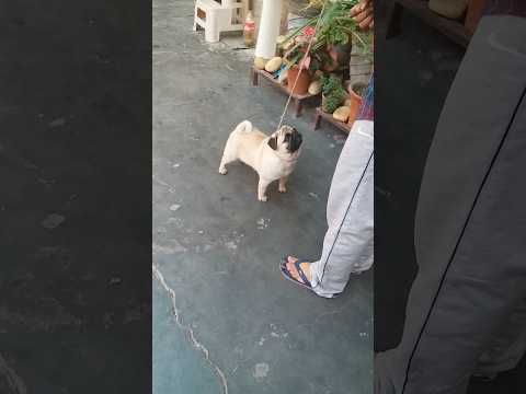 😘how to stack the dog 😀#shorts #viralvideo #toys #trending #dog #doglover #viral #pug #puppy #funny