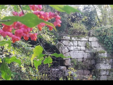 2021 11 07 Macchia Grande Manziana