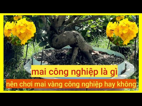 mai công nghiệp là gì có nên chơi hay không