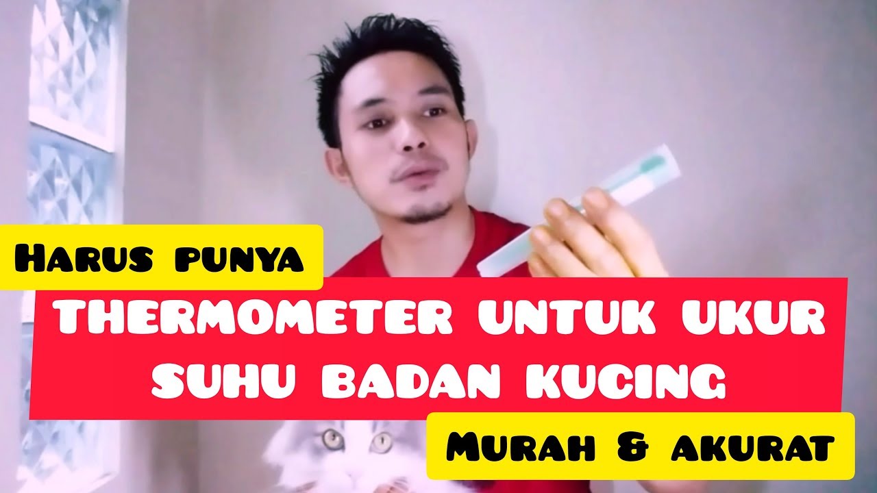 CARA UKUR SUHU TUBUH KUCING PAKAI THERMOMETER - CARA PAKAI TERMOMETER UNTUK KUCING DEMAM