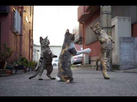 Kiisud keerutavad tantsu Karaoke