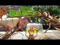Vacuum BUG HUNT for REAL BUGS - CREEPY Wheel Bug, COCKROACHES, worms, BEETLES. earwigs & MORE!!