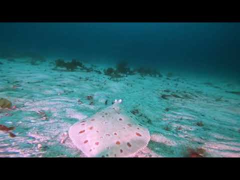 Lofoten Diving April 2022