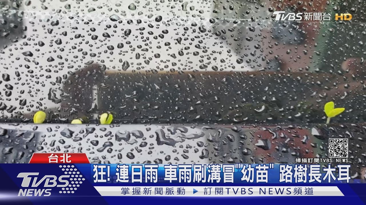 狂!連日雨 車雨刷溝冒「幼苗」、路樹長木耳