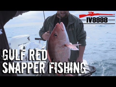 download lagu mp3 mp4 Gulf Red Snapper, download lagu Gulf Red Snapper gratis, unduh video klip Gulf Red Snapper