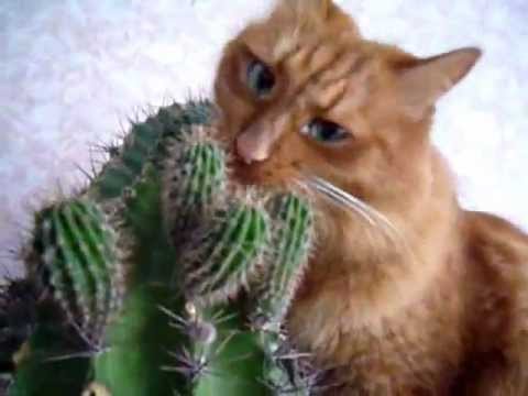 ginger cat eats green cactus))