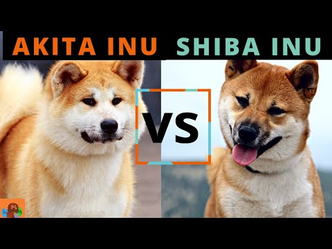 AKITA INU VS SHIBA INU (Including American Akita vs Japanese Akita) - DETAILED BREED COMPARISON
