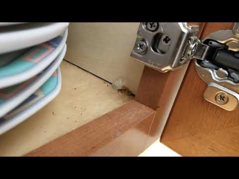 Ants All Over This Kitchen in Hightstown, NJ
