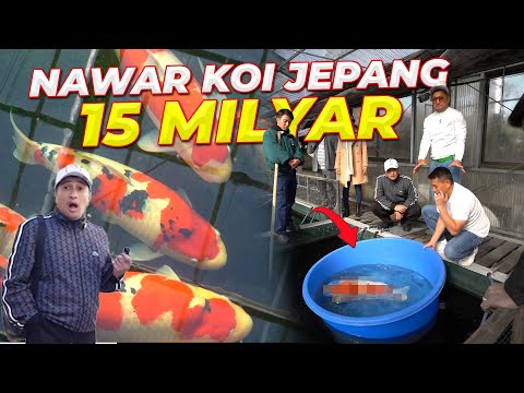 #3 JEPANG | NAWAR KOI DI FARM TERBESAR DI DUNIA.. DENGAN 26.000.000 EKOR KOI !!
