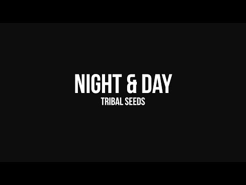 Tribal Seeds - Night & Day [OFFICIAL AUDIO]
