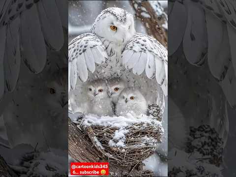 Mama Bird's umbrella #shorts #AnimalMams #NatureWonders #WorldlifeProtection