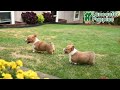 Welsh Corgi Pembroke dogs for sale: Bear - Video 1