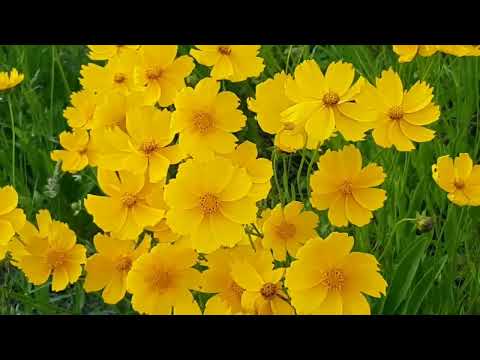Most Amazing Beautiful Flowers Collection, 4K ULTRA HD
