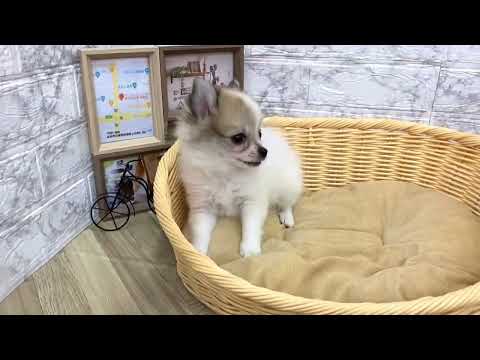 No.136415 ポメチワ　♂