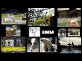 1980 Detroit Zoo In 8mm A Family Day Captured On Film