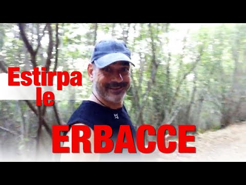 Vermi in trattamento del corpo Quanto per vermoks da vermi