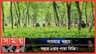 দেশের দ্বিতীয় বৃহত্তম চা উৎপাদন এলাকা পঞ্চগড়!