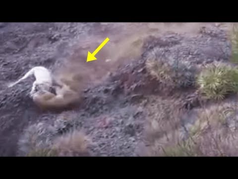 download lagu mp3 mp4 Dogo Argentino Vs Puma Liveleak, download lagu Dogo Argentino Vs Puma Liveleak gratis, unduh video klip Dogo Argentino Vs Puma Liveleak
