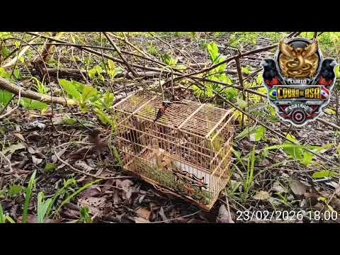 Curió cobra de asa pegando pardo em nova esperança do Piriá 