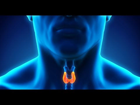 download lagu mp3 mp4 Coconut Oil And Hashimotos, download lagu Coconut Oil And Hashimotos gratis, unduh video klip Coconut Oil And Hashimotos