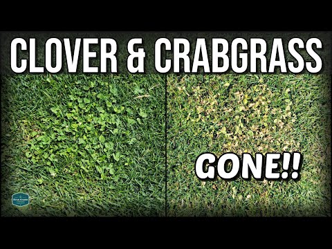 How To Get Rid of CLOVER and CRABGRASS with RESULTS!!!