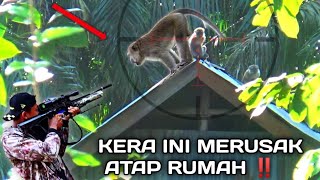 Download lagu Sadis ‼️Basmi hama kera yang nekad masuk permukiman warga//Berburu kera liar mp3