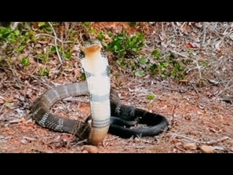 King Cobra vs. Mulga Snake -Battle of the deadly Snakes