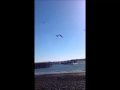 Herring Gull Recent Release