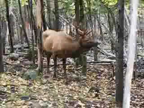 Wapiti en rut