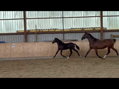 Hannoveraner Stutfohlen v. Diaron / Stakkato / Cornet Obolensky