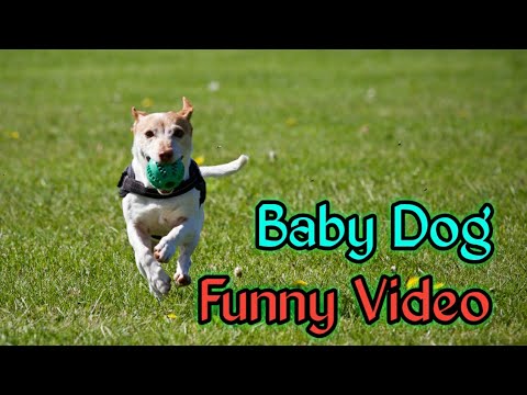 Baby Dog Funny Videos - That Make You Happy