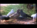 Mannil Indha HD Song HD